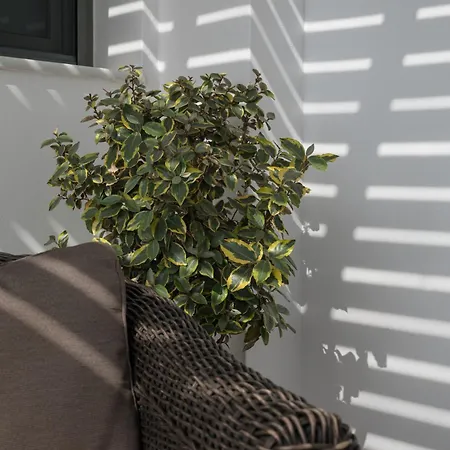 Luaz Naxian Living 2